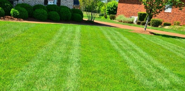 Ways to Get Rid of Weeds in Your Lawn