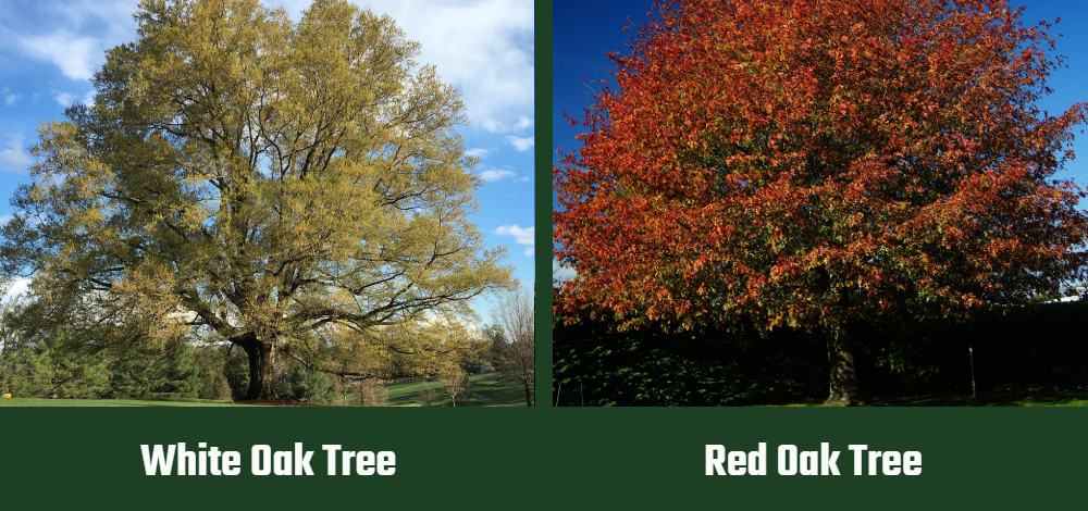 White Oak vs Red Oak Tree ft