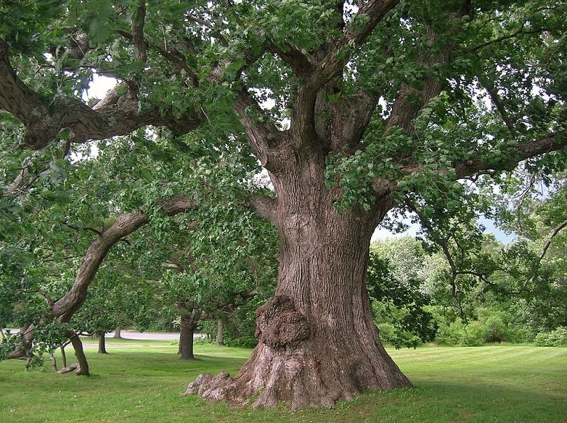 White_Oak_Tree,_West_Hartford,_CT_Commons Wikimedia