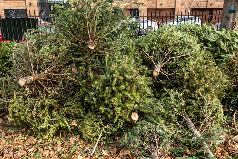 a pile of discarded christmas trees
