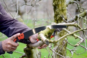 a pruning saw