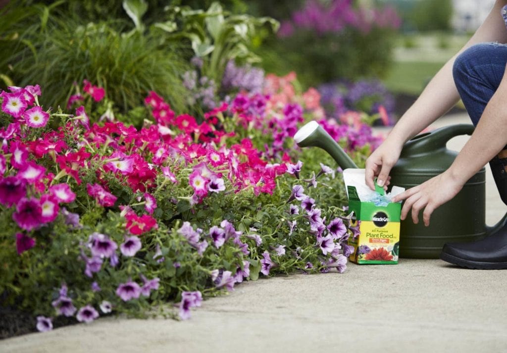 applying Miracle-Gro Water Soluble All Purpose Plant Food on plants
