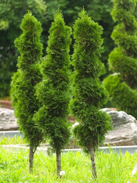 arborvitae-pixabay