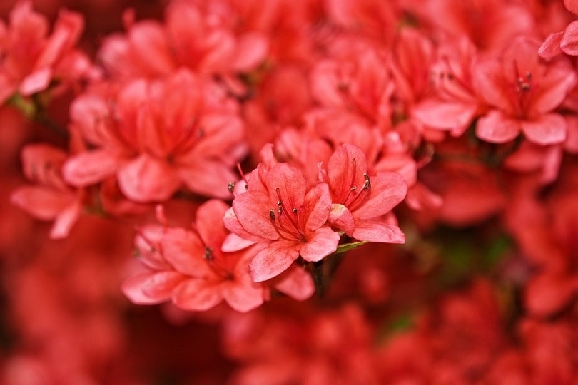 azalea-pixabay (2)