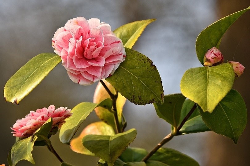 azalea-pixabay
