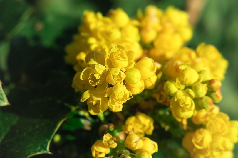barberry-pixabay