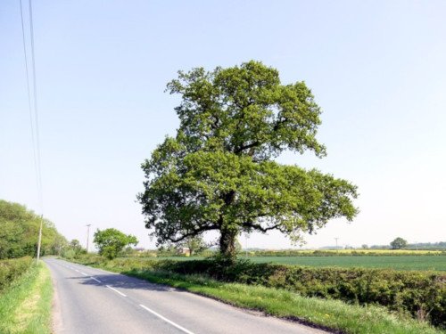 basswood