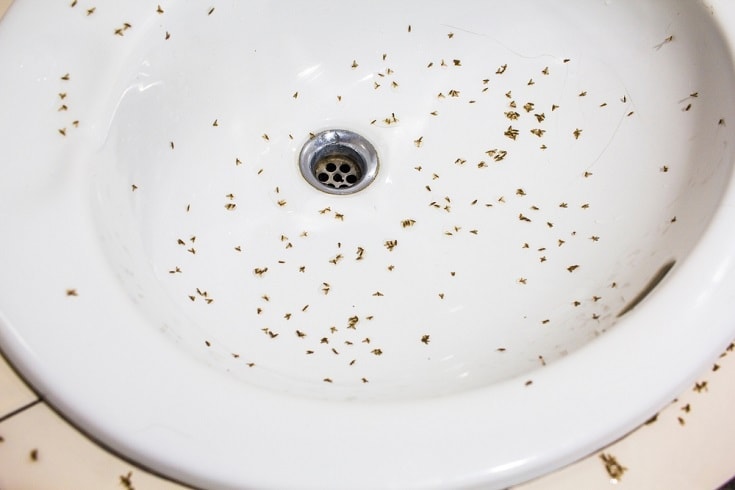 bathroom insect