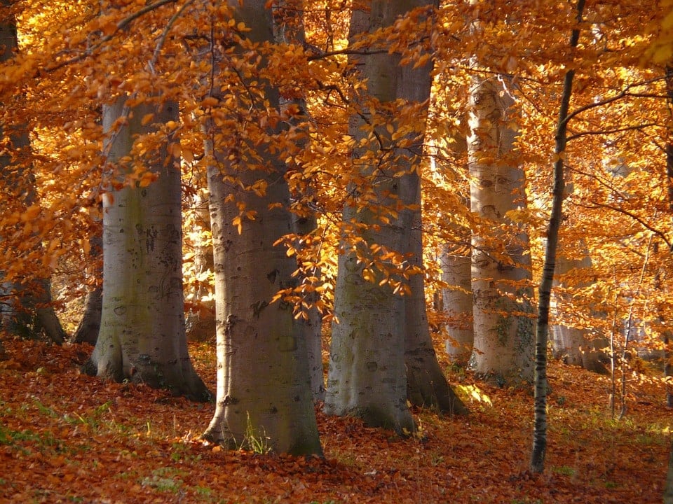 beech wood
