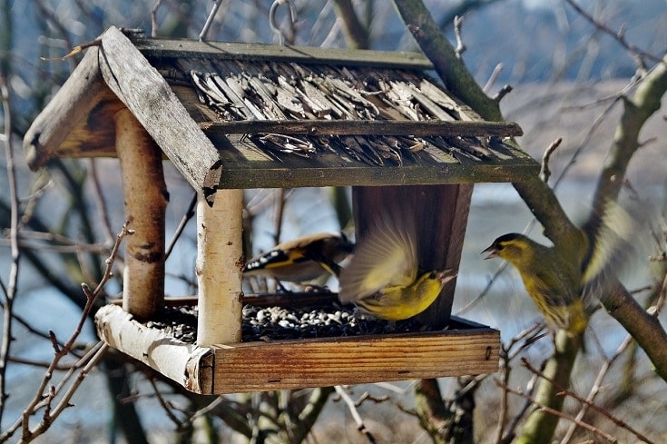 bird feeder