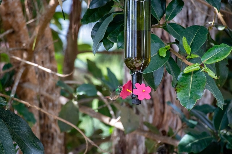 bird-feeder-handmade-with-recycled-wine-bottle