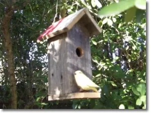 birdhouse tall texan feature