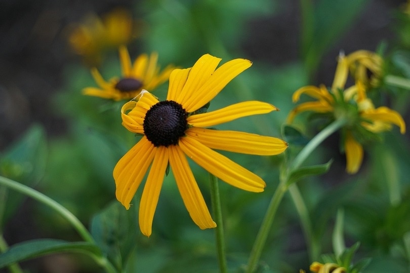 black-eyed-susan-pixabay