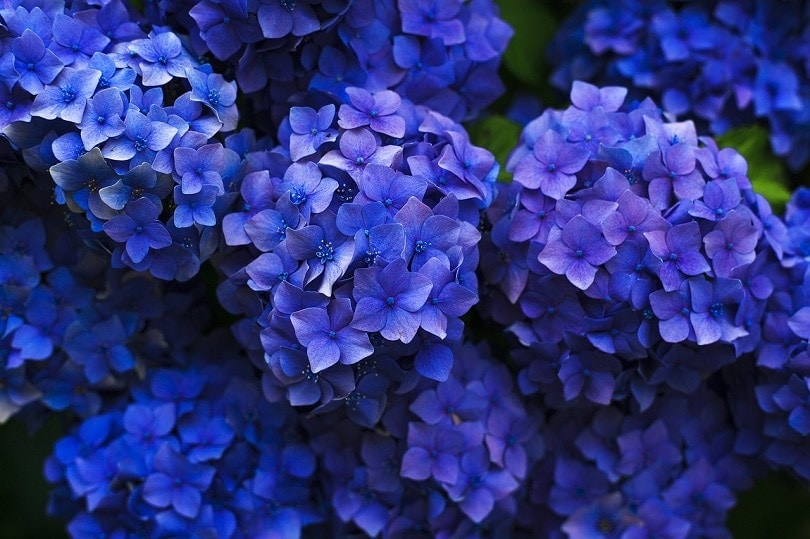 bloom-pixabay