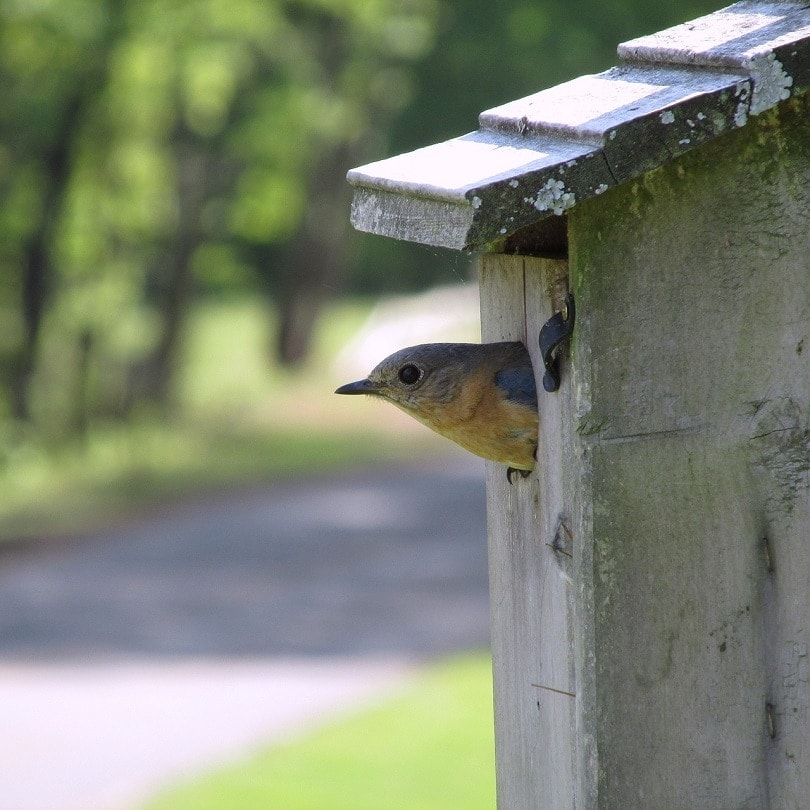 bluebird-nest-pixabay