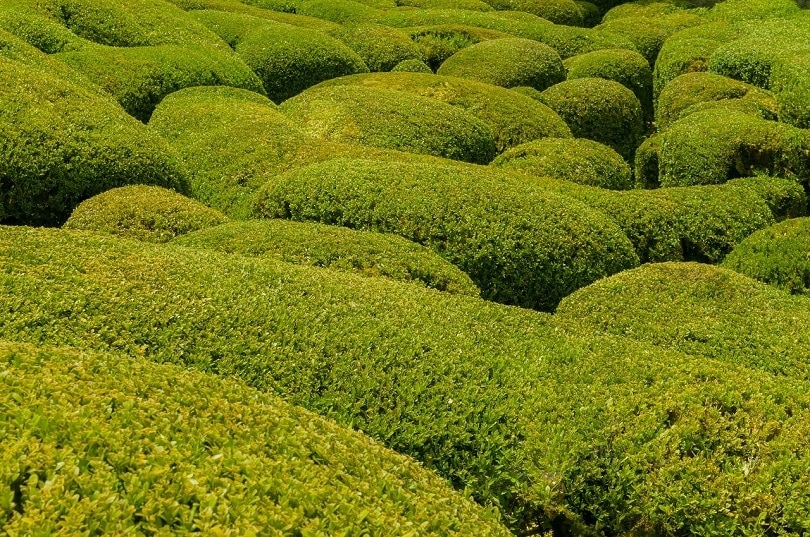 boxwood