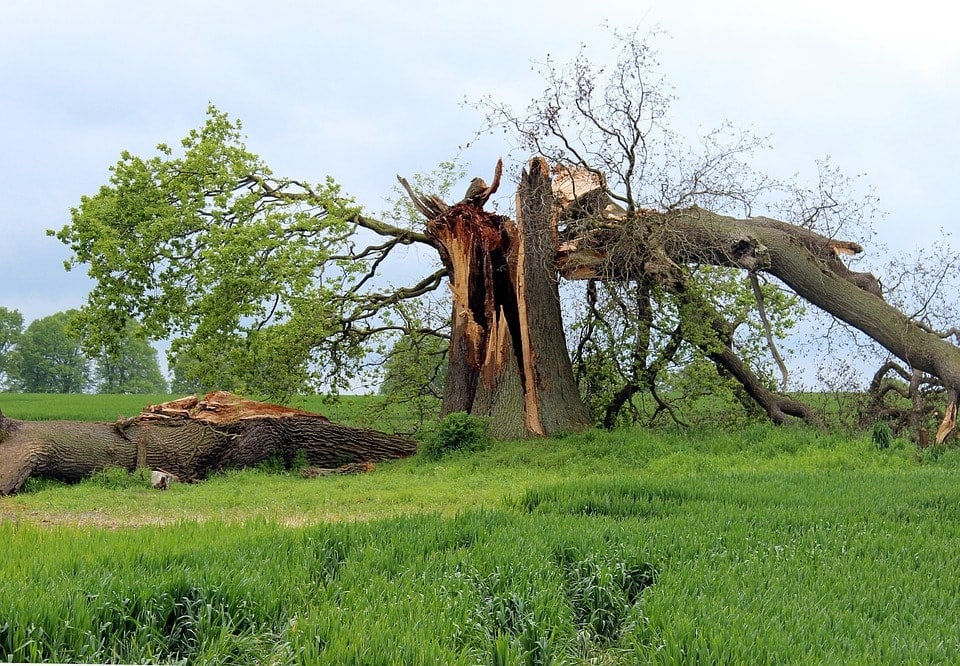 broken oak tree