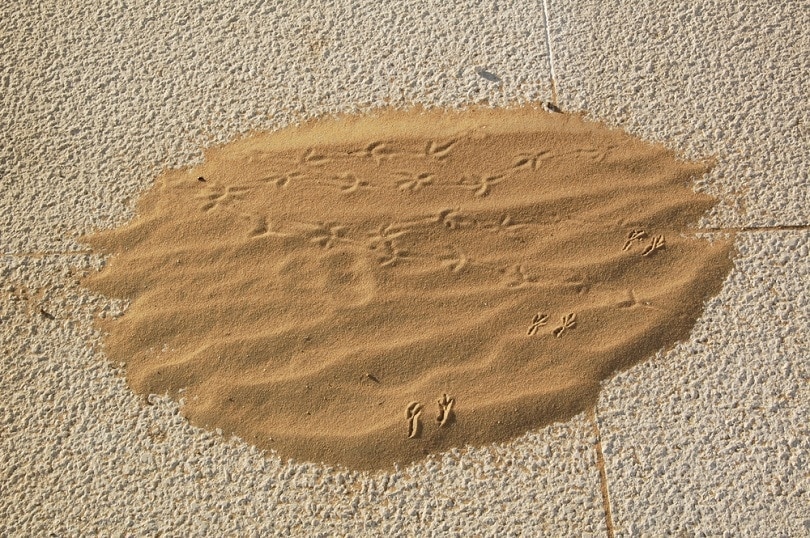 building sand with bird tracks_Charles F Gibson_shutterstock