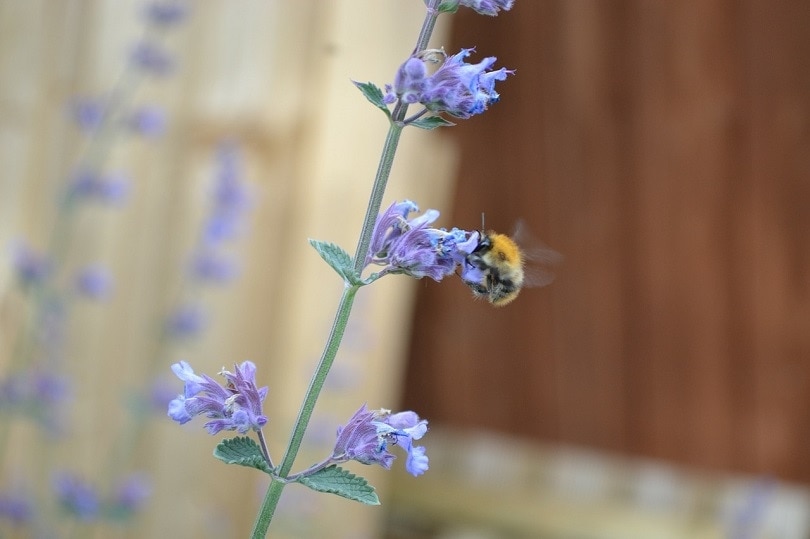 catmint-pixabay
