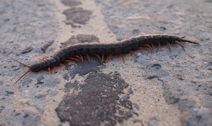 centipede