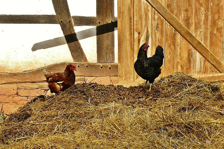 chicken run with wood chips