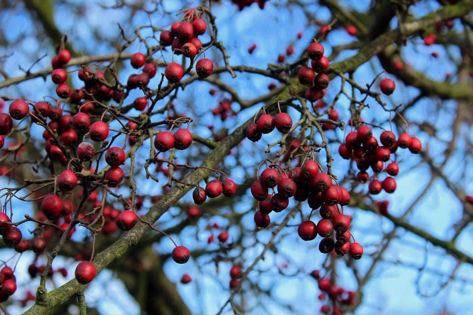 close up hawthorn tree