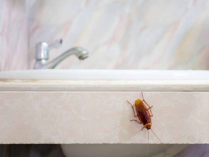 cockroach