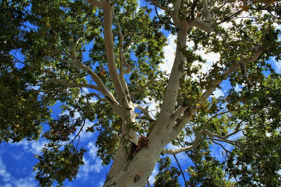 cottonwood tree