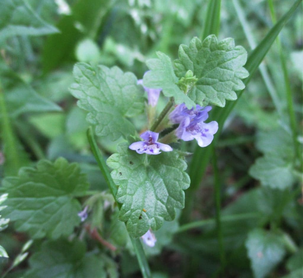 creeping charlie (Glechoma hederacea)