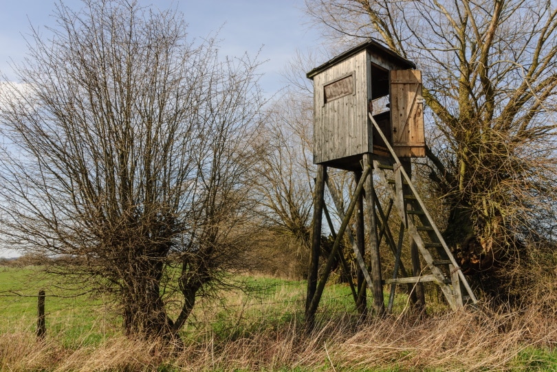 deer stand at a meadow