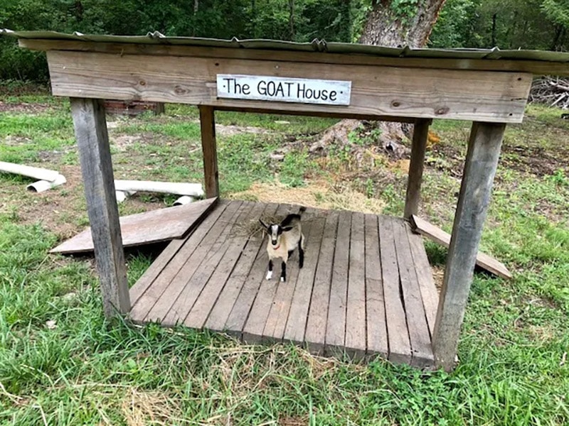 diy goat playhouse & shelter