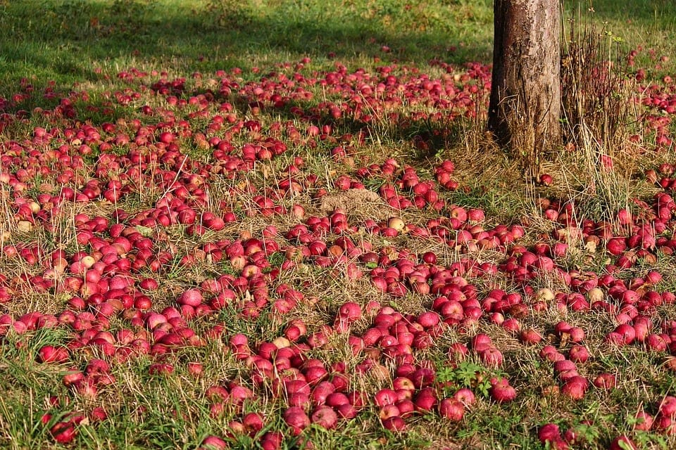 fallen apples from the tree