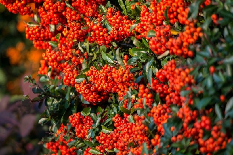 firethorn-pixabay