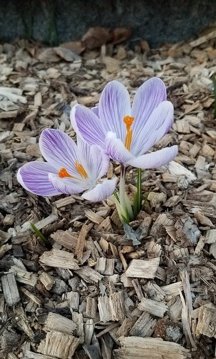 flower bloomed in the wood chips flooring