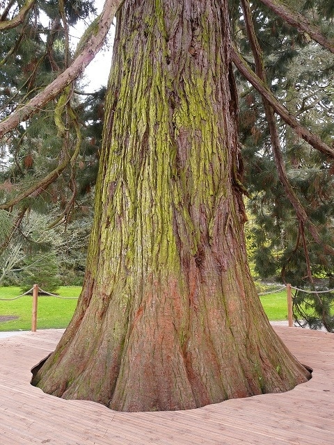 giant-redwood-pixabay