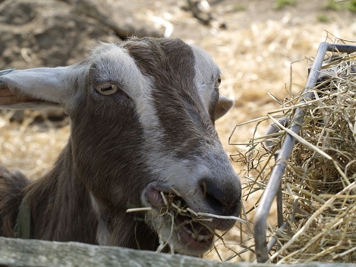 Goat Hay Feeder Plans