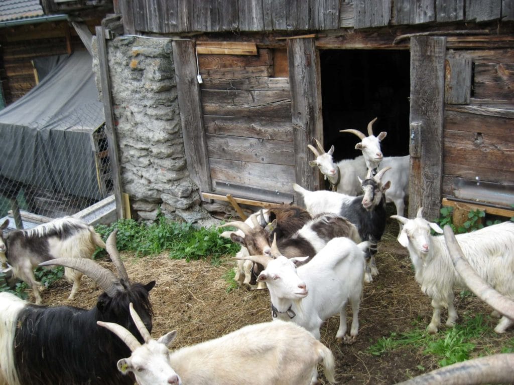goat shed
