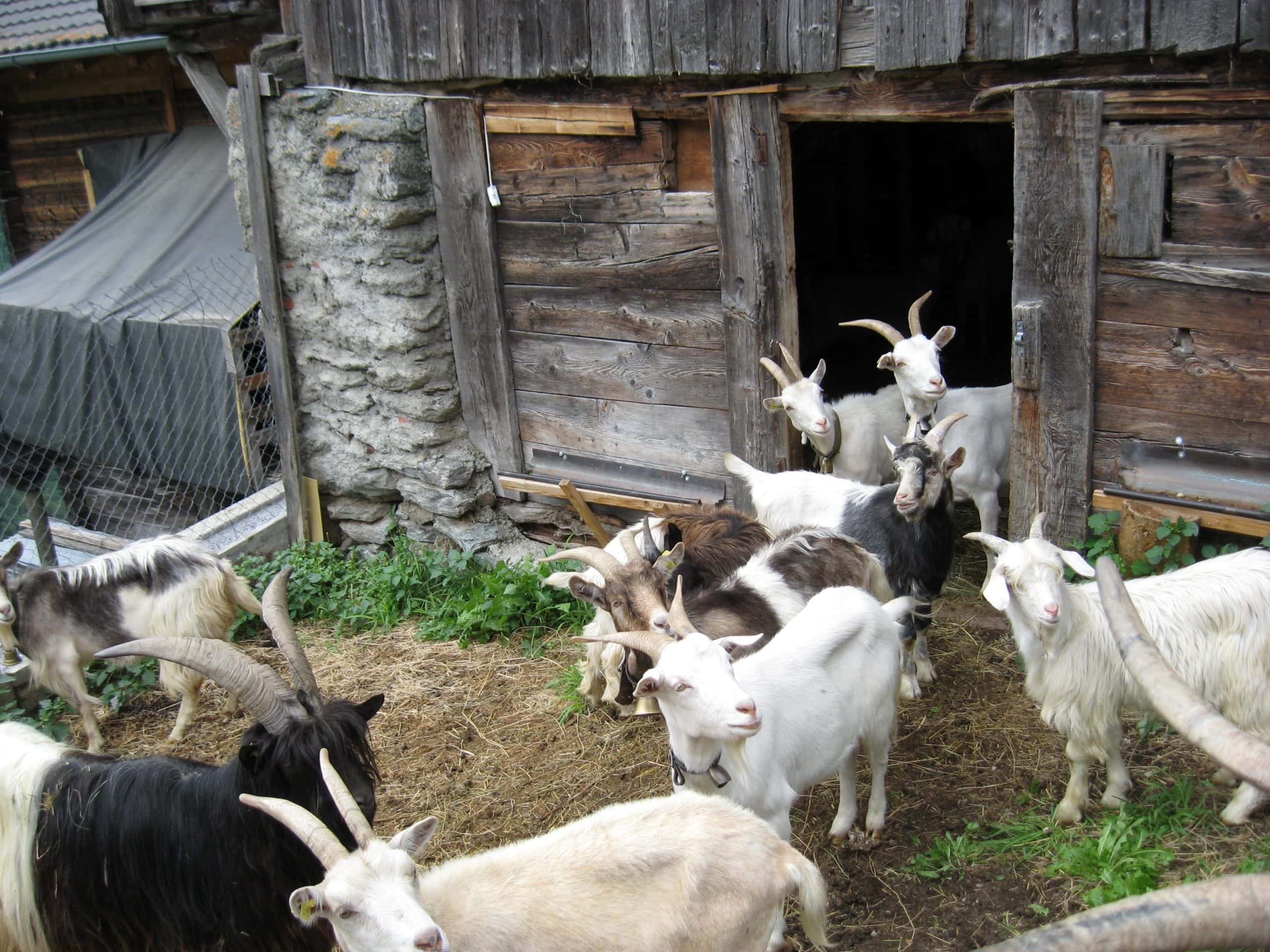 goat shed