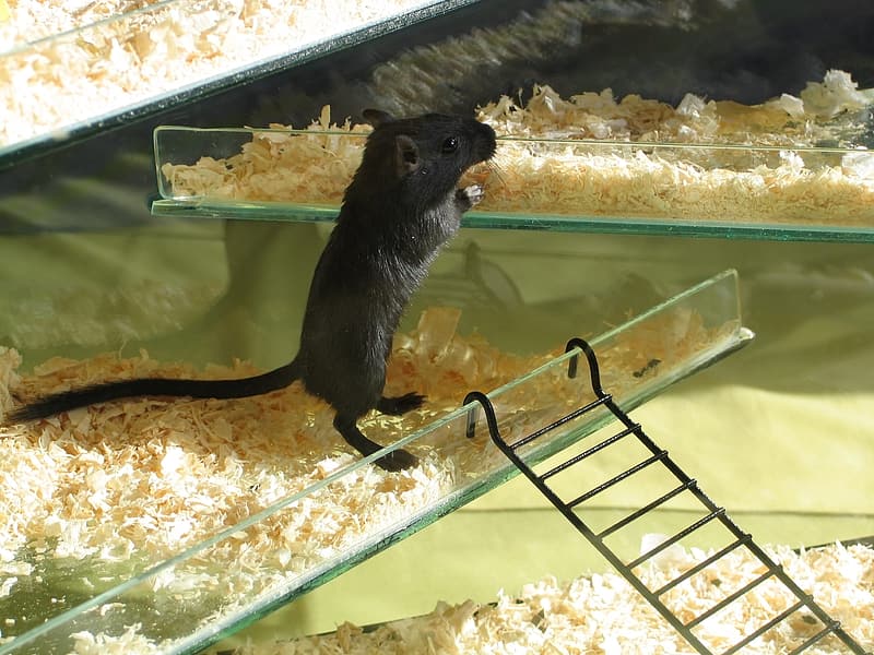 hamster with wood chips bedding