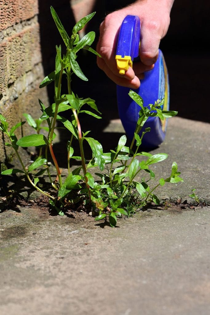 hand spraying weed killer