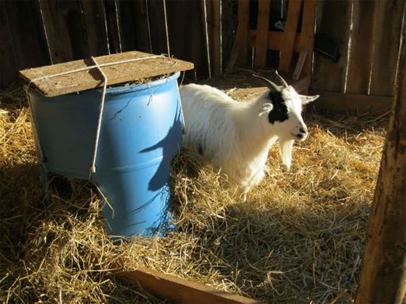 heap Effective Goat Feeder from Mother Earth News