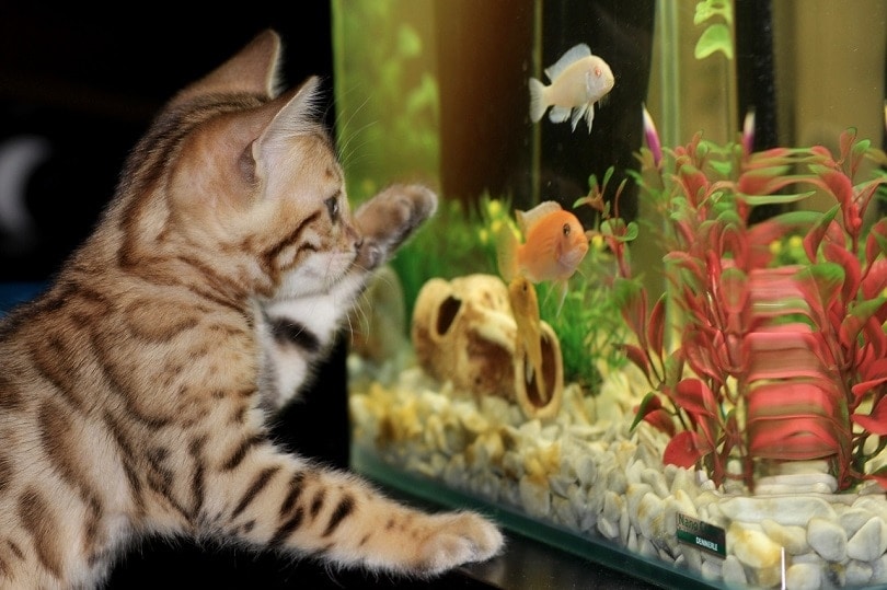 Aquarium Stand Plans