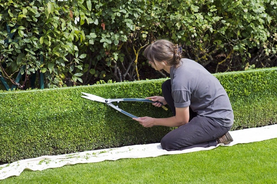 trimmed hedge