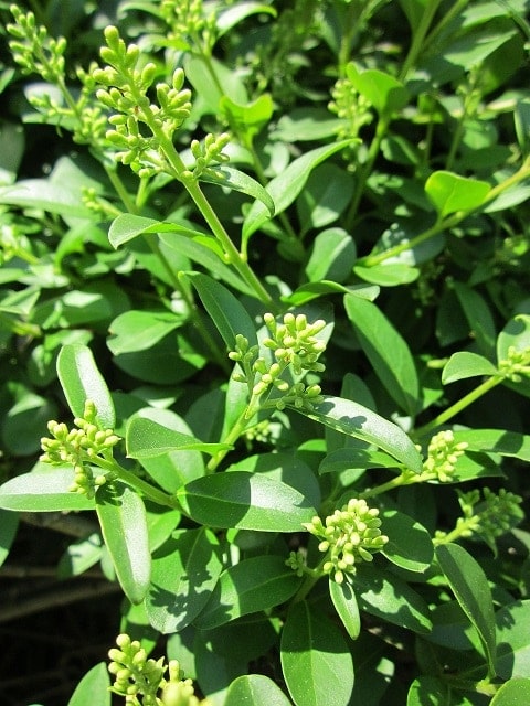 ligustrum-vulgare-pixabay