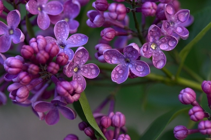 lilac-pixabay (2)