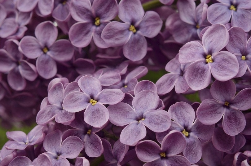 lilac-pixabay