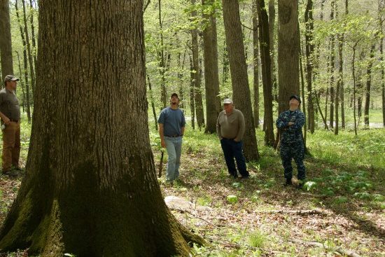 men checking forest tree