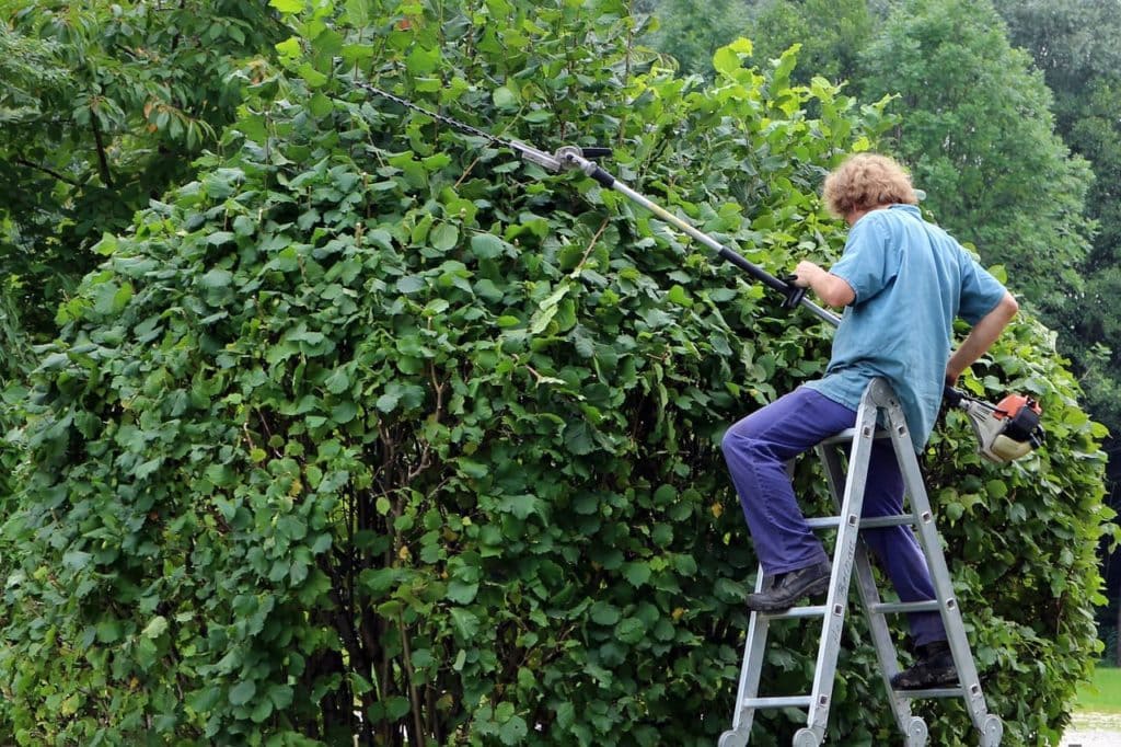 man hedge trimming