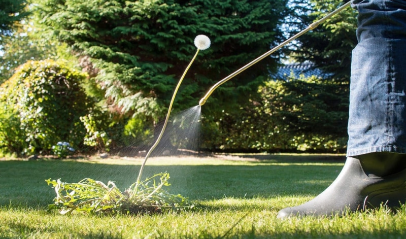man spraying on weeds
