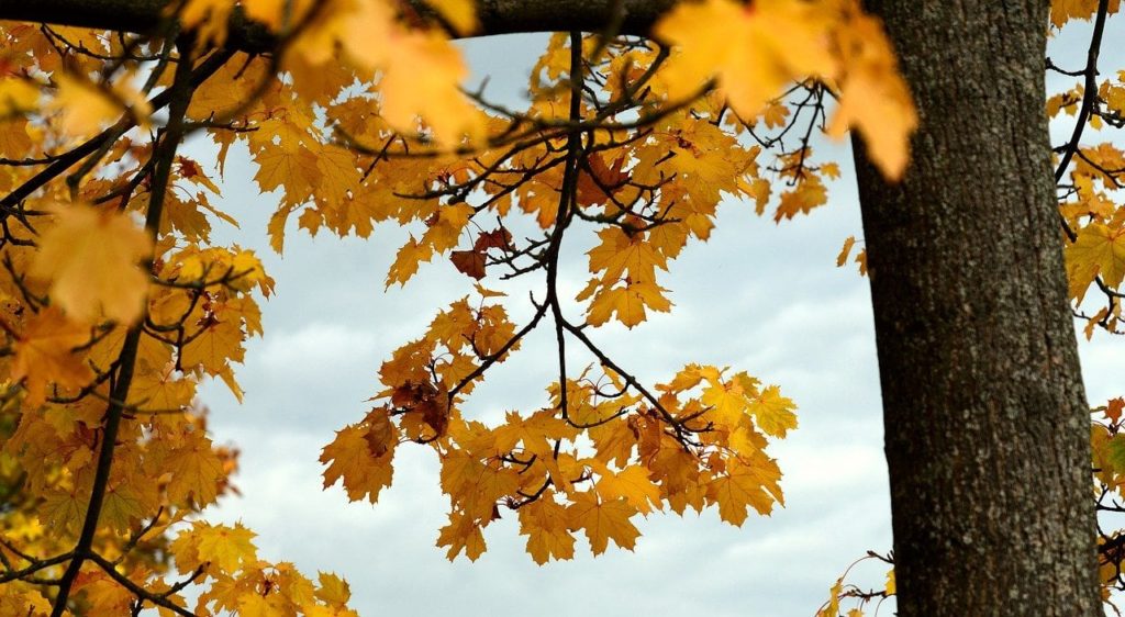 maple tree close up